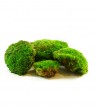 Flat moss 